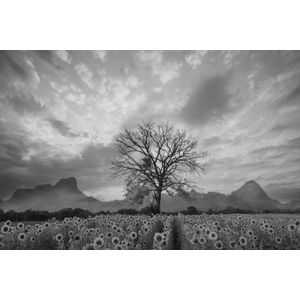 Papermoon Fototapete "Sonnenblumenfeld mit Baum Schwarz & Weiß"
