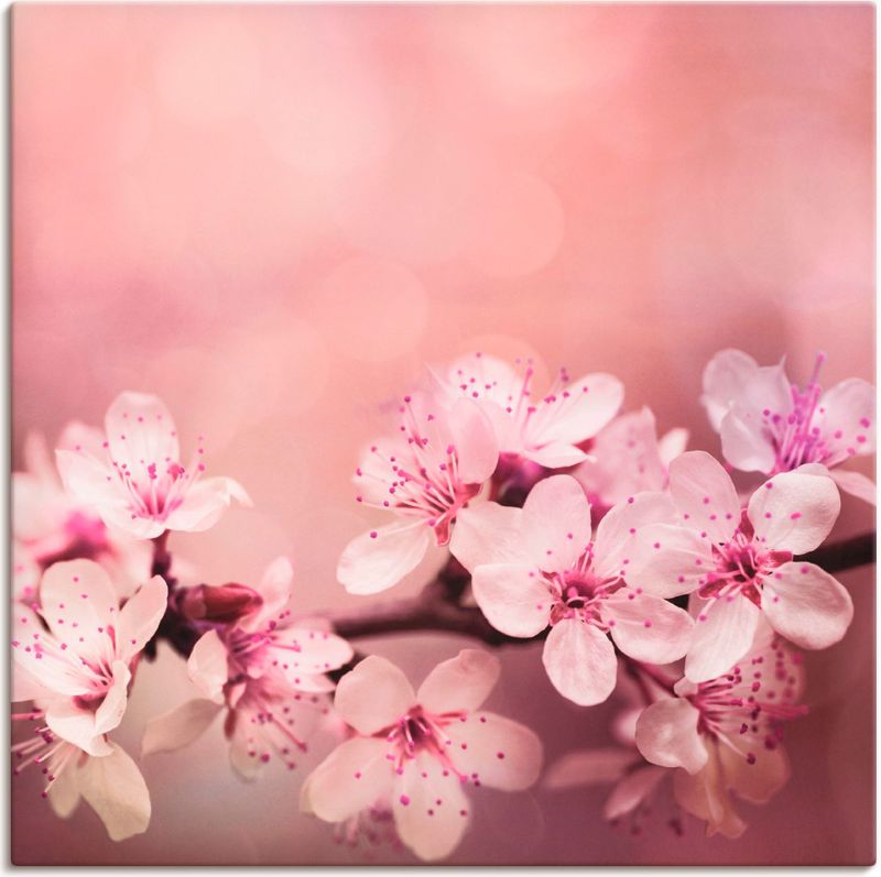 Artland Wandbild "Kirschblüten", Blumen, (1 St.), als Alubild, Outdoorbild, Leinwandbild, Poster in verschied. Größen