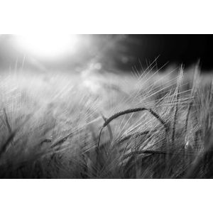 Papermoon Fototapete "Feld Schwarz & Weiß"