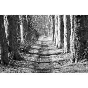 Papermoon Fototapete "Waldweg Schwarz & Weiß"