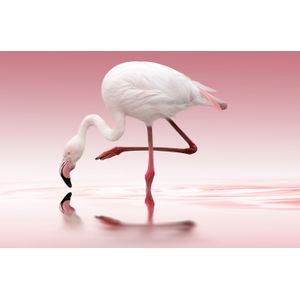 Papermoon Fototapete "Photo-Art DORIS REINDL, FLAMINGO"