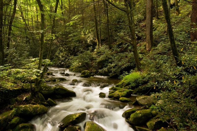 Papermoon Fototapete "BACH IM WALD-BÄUME FLUSS SEE STEINE BLUMEN BERGE SONNE"