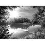 Papermoon Fototapete "Landschaft mit Schwan Schwarz & Weiß"