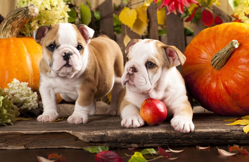 Papermoon Fototapete "BULLDOG-TIERE HUND BULLDOGE HUNDE WANDDEKO WANDBILD XXL"