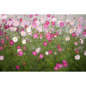 Papermoon Fototapete "Cosmos Flowers"
