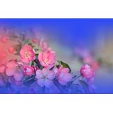 Papermoon Fototapete "Zen Wassertropfen mit Blume Makro"
