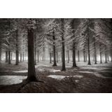 Papermoon Fototapete "Photo-Art DRAGISA PETROVIC, DER BEGINN DES WINTERS"