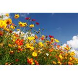 Papermoon Fototapete "Blumenwiese"