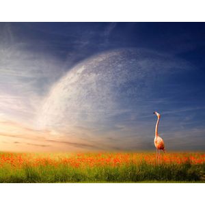 Papermoon Fototapete "Flamingo in Blumenwiese"