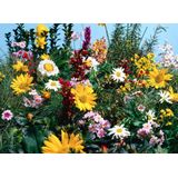 Papermoon Fototapete "Blumenwiese"