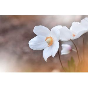 Papermoon Fototapete "BLUMEN-ANEMONE MAKRO ABSTRAKT KUNST WIESE NATUR PFLANZE"