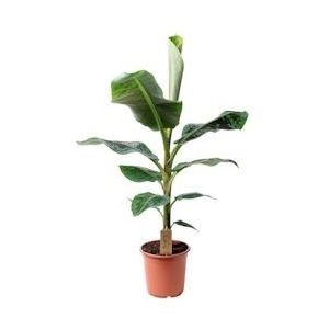 Plant in a Box Bananenplant - Musa Cavendish Hoogte 90-100cm - groen 3532101