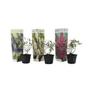 Plant in a Box Vlinderstruik - Buddleja davidii Set van 3 Hoogte 25-40cm - groen 2523003