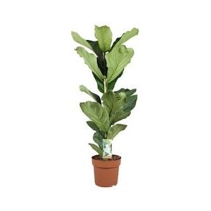 Plant in a Box Vioolbladplant - Tabaksplant Ficus Lyrata Hoogte 90-110cm - groen 3313211