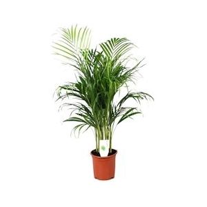 Plant in a Box Dypsis Lutescens - Areca - Goudpalm - Kamerplant - Pot 21cm - Hoogte 100-120cm - groen 3510211