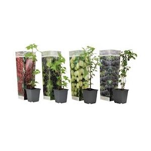 Plant in a Box Fruitbomen Mix van 4 Hoogte 25-40cm - groen 2518004