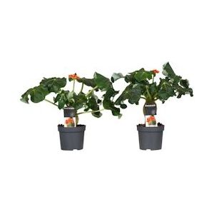 Plant in a Box Flessenplant - Jatropha Podagrica Set van 2 Hoogte 25-45cm - groen 4514132