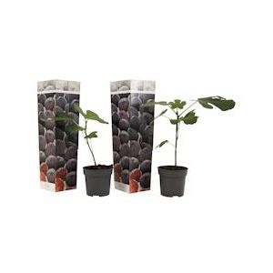 Plant in a Box Vijgenboom - Ficus Carica Set van 2 Hoogte 25-40cm - groen 2534092