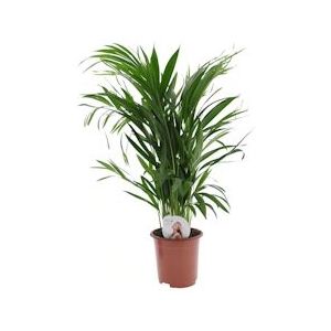 Plant in a Box Areca Goudpalm - Dypsis Lutescens Hoogte 60-70cm - groen 3121701