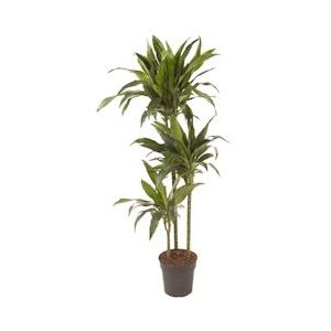 Plant in a Box Drakenboom - Dracaena fragrans Janet Craig Hoogte 140-150cm - groen 4804241