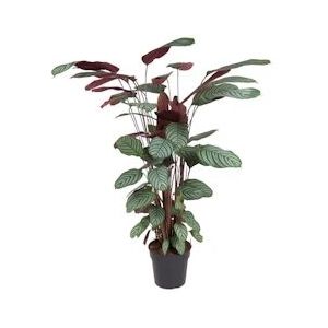 Plant in a Box Pauwenplant - Calathea Oppenheimiana Hoogte 120-130cm - meerkleurig 4812271