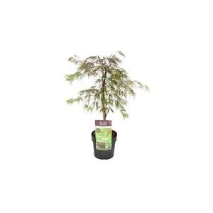 Plant in a Box Japanse esdoorn - Acer palmatum Acer palmatum Inaba-shidare Hoogte 30-40cm - meerkleurig 3042131