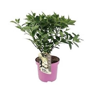 Plant in a Box Pluim Hortensia - Hortensia Confetti Hoogte 25-40cm - groen 2290001