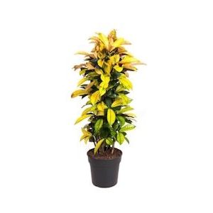 Plant in a Box Croton - Codiaeum variegatum  Iceton Hoogte 140-150cm - groen 4807311