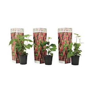 Plant in a Box Braam - Rubus Tayberry Set van 3 Hoogte 25-40cm - groen 2584003