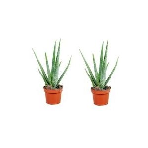 Plant in a Box Aloë Vera - Aloë barbadensis Set van 2 Hoogte 25-40cm - groen 2513002