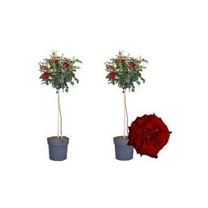Plant in a Box Stamroos - Rosa Palace Pride Set van 2 Hoogte 80-100cm - groen 2710192