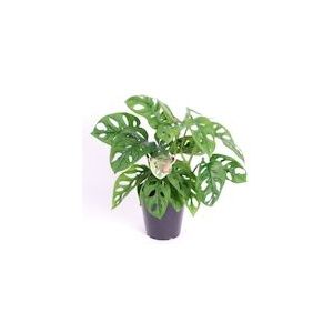 Plant in a Box Monstera Monkey Mask - Hoogte 20-30cm - groen 3190001