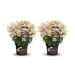 Plant in a Box Pluimhortensia - Hydrangea (S)witch® Ophelia Set van 2 Hoogte 30-40cm - groen 3027002