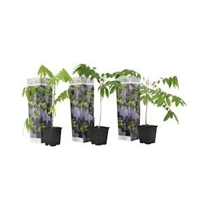 Plant in a Box Chinese Blauweregen - Wisteria sinensis Set van 3 Hoogte 25-40cm - groen 2520003