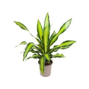 Plant in a Box Drakenboom - Dracaena Fragrans Charley Hoogte 100-110cm - groen 4874241