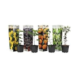 Plant in a Box Mediterrane fruitbomen  Mix van 4 Hoogte 25-40cm - groen 2548004