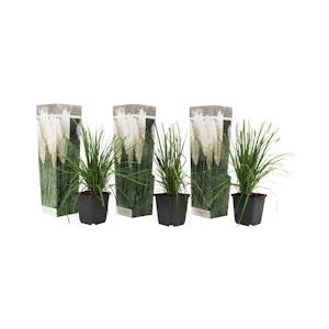 Plant in a Box Pampasgras - Cortaderia selloana Set van 3 Hoogte 25-40cm - groen 2551023