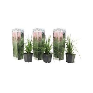 Plant in a Box Pampasgras - Cortaderia selloana Set van 3 Hoogte 25-40cm - groen 2551043