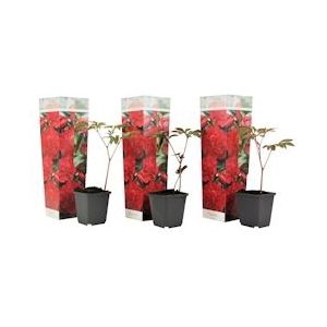 Plant in a Box Pioenen - Paeonia officinalis Rubra Plena Set van 3 Hoogte 0-40cm - groen 2558083