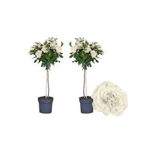 Plant in a Box Stamroos - Rosa Palace Kailani Set van 2 Hoogte 80-100cm - groen 2711192
