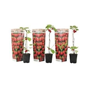 Plant in a Box Framboos - Rubus ideaus Autumn Bliss Set van 3 Hoogte 25-40cm - groen 2563003