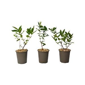 Plant in a Box kamperfoelie - Lonicera Set van 3 Hoogte 25-40cm - groen 2596003