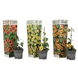 Plant in a Box Suzanne-met-de-mooie-ogen - Thunbergia alata Mix van 3 Hoogte 25-40cm - groen 2569033