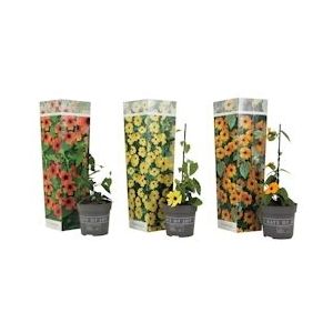 Plant in a Box Suzanne-met-de-mooie-ogen - Thunbergia alata Mix van 3 Hoogte 25-40cm - groen 2569033
