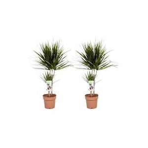 Plant in a Box Drakenboom - Dracaena Marginata Set van 2 Hoogte 70-80cm - groen 3361702