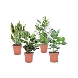 Plant in a Box Easy Care - Sterke kamerplanten Mix van 4 Hoogte 25-40cm - groen 3131004