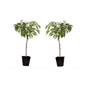 Plant in a Box Perzikboom - Prunus Persica Saturne Set van 2 Hoogte 60-70cm - groen 2574002