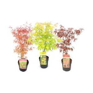 Plant in a Box Japanse esdoorn - Acer palmatum Mix van 3 Hoogte 60-70cm - meerkleurig 3020193