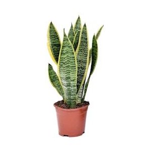 Plant in a Box Vrouwentong - Sansevieria Laurentii Hoogte 30-40cm - groen 3118121