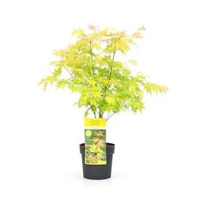 Plant in a Box Japanse esdoorn - Acer palmatum Orange Dream Hoogte 60-70cm - oranje 3019191